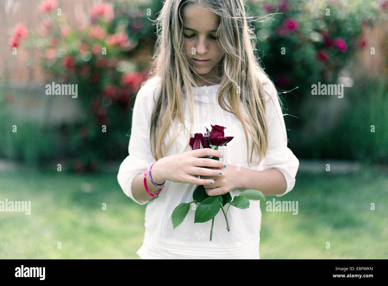 Vista de Chica sujetando rosas rojas Foto de stock