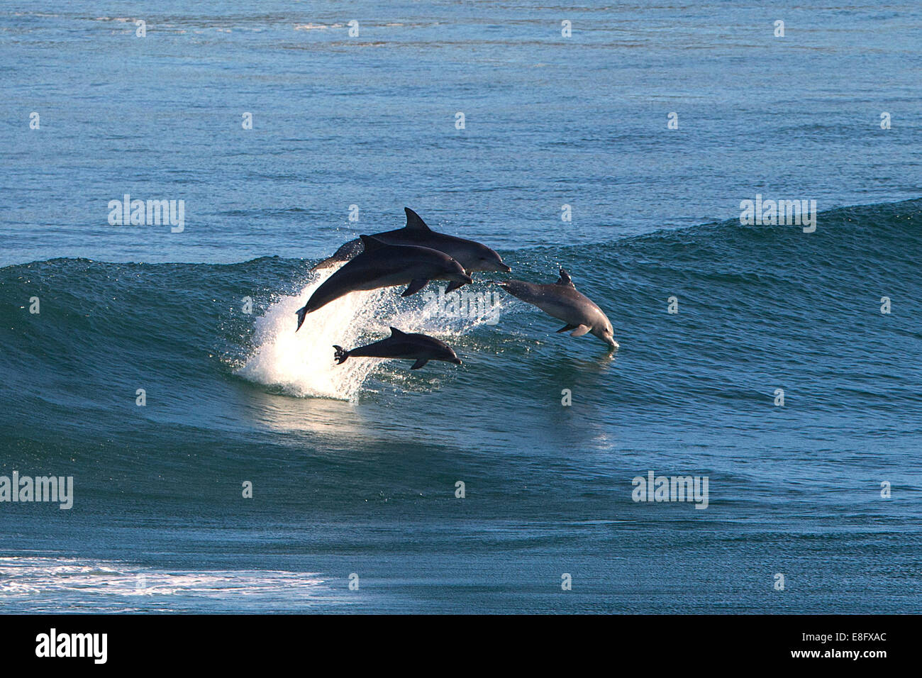 Los delfines saltan fuera del océano Foto de stock