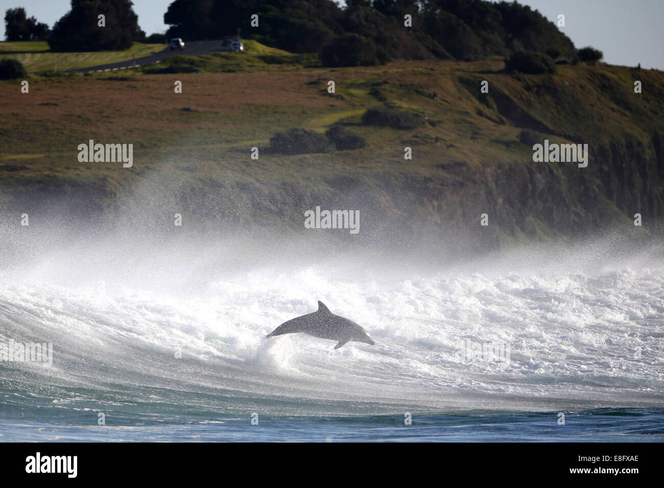 Delfines saltan fuera del océano Foto de stock