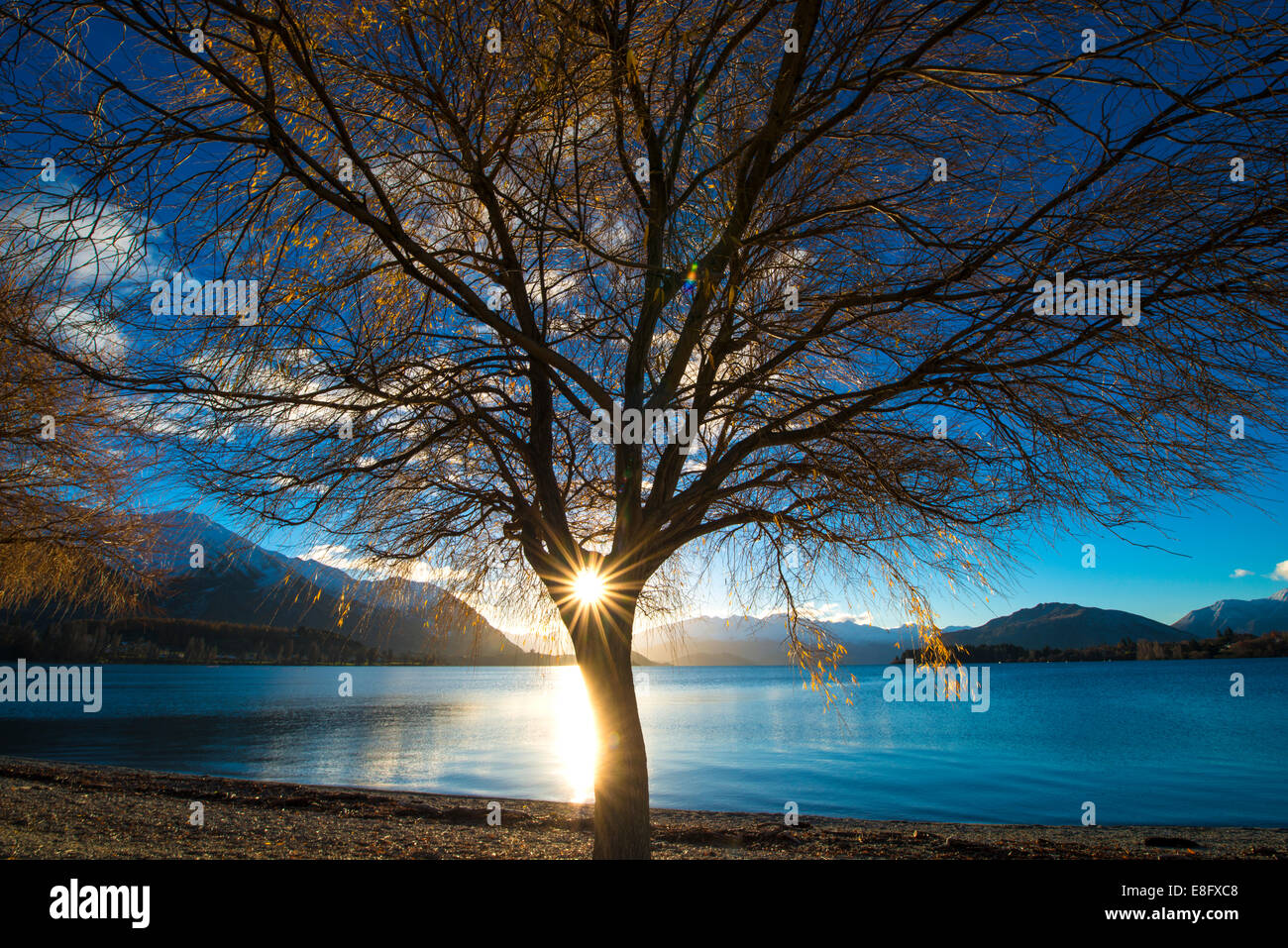 Nueva Zelandia, Lago Wanaka, el sol brillaba a través de los árboles Foto de stock