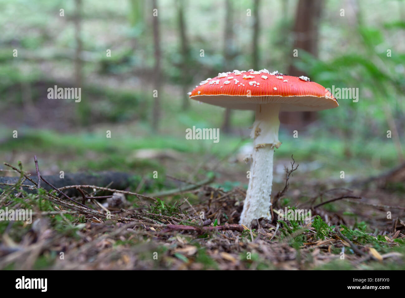 La del "reig bord" mushroom toadstool Glenashdale woods Arran Foto de stock
