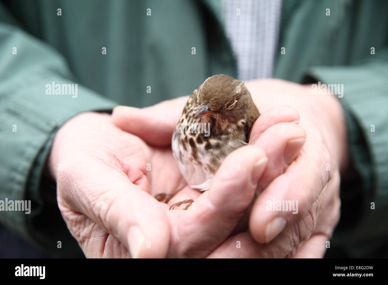 Rescatados, aturdido pájaro que voló hacia una ventana en manos del hombre Foto de stock