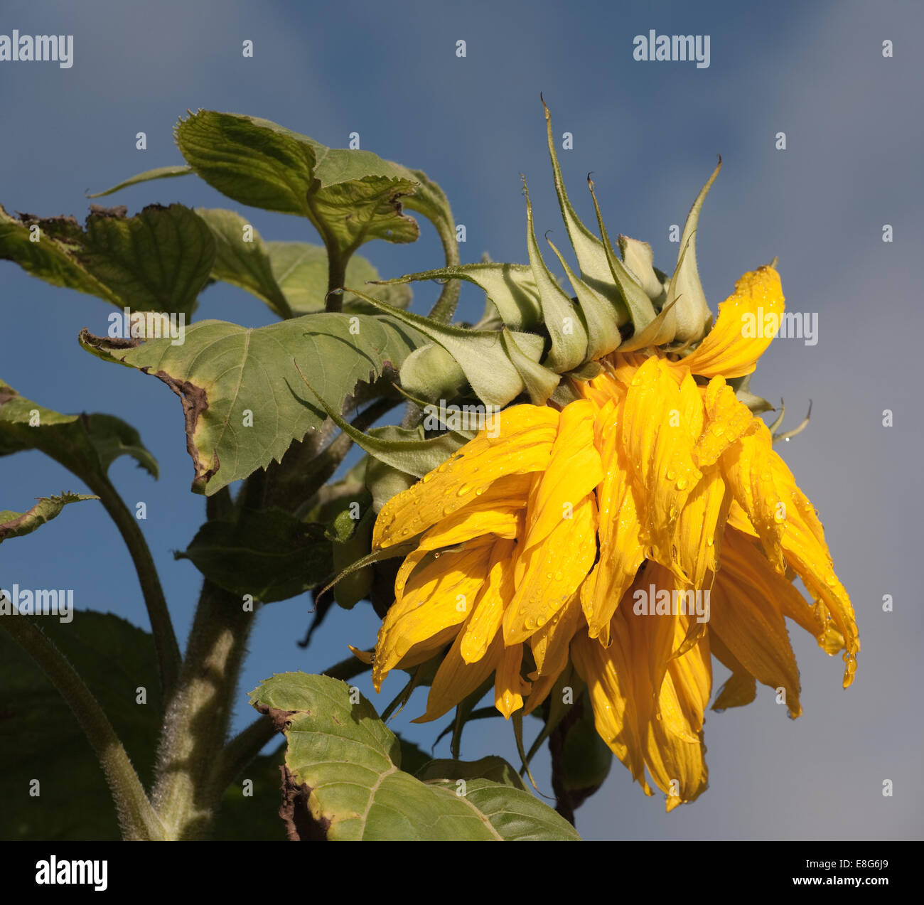 Girasol marchitándose fotografías e imágenes de alta resolución - Alamy