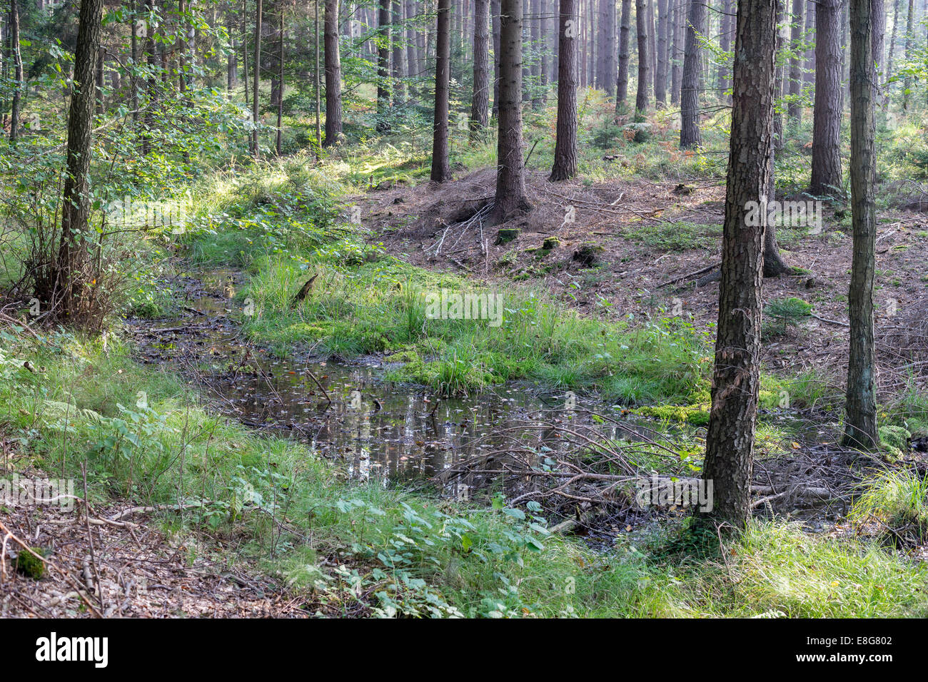 Pequeño estanque en el bosque del norte de Europa Foto de stock
