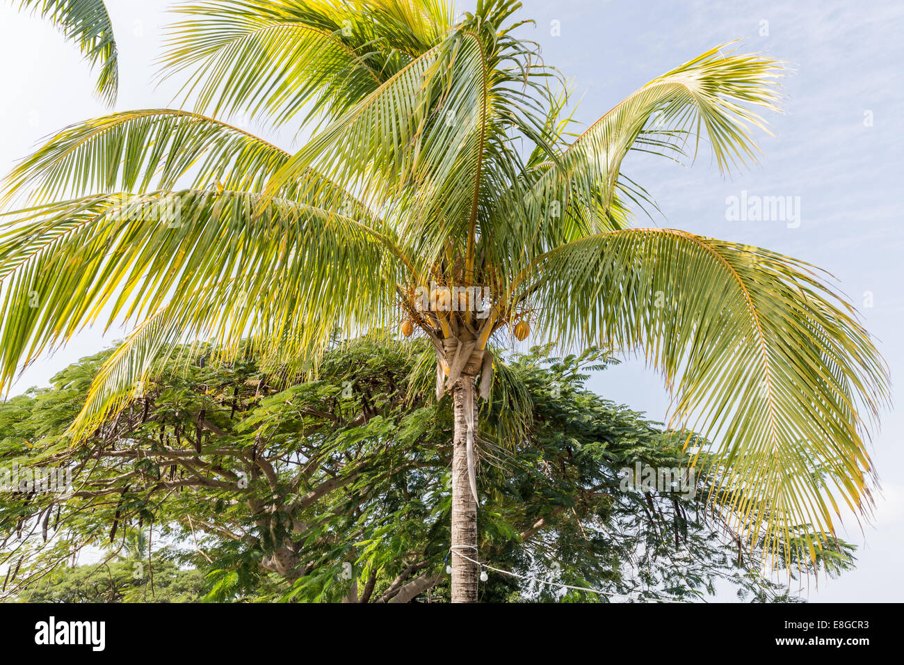 Cocotero (Cocos nucifera) un miembro de la familia Arecaceae (familia de Palm). Foto de stock