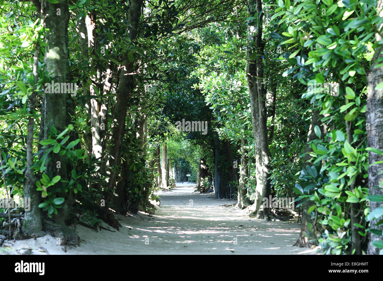 Japón, ruta arbolada. Foto de stock
