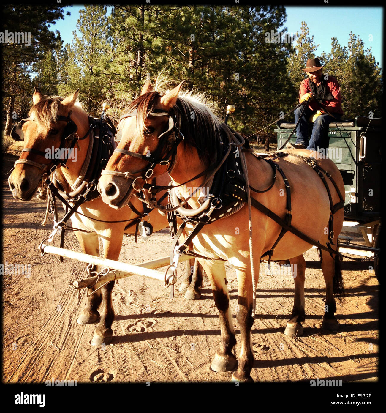 Vaquero sentado en un carro tirado por caballos, Montana, EE.UU Foto de stock