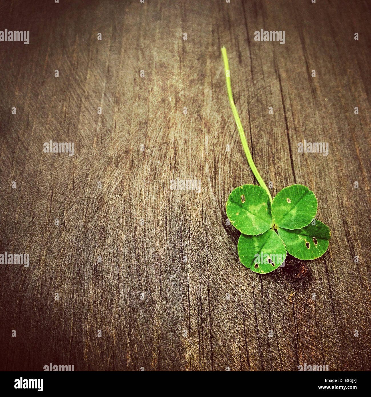 Cuatro trébol de hojas sobre una mesa de madera Foto de stock