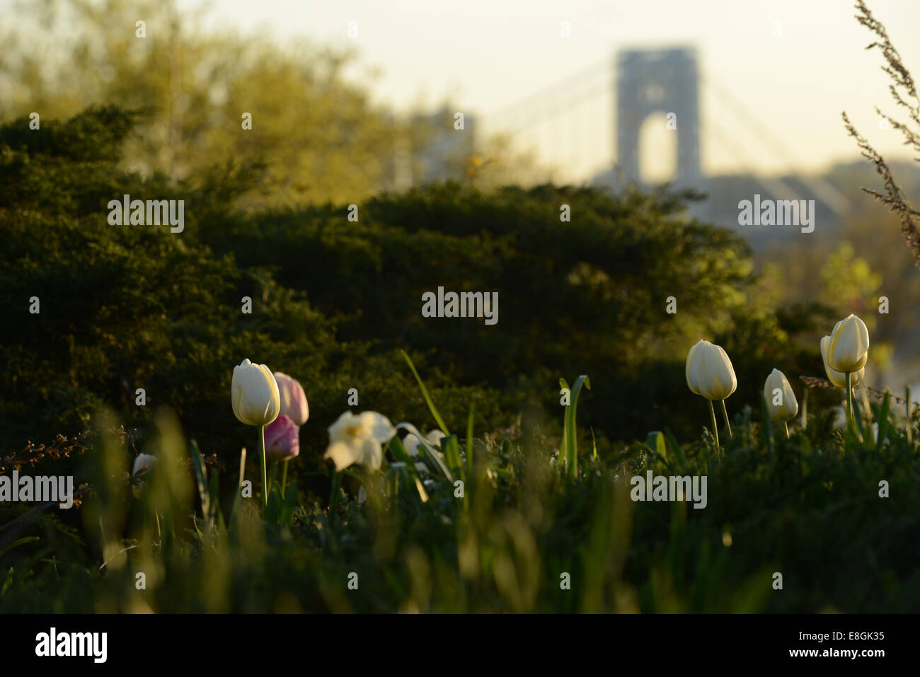 Primer plano de tulipanes frente al puente George Washington, Nueva York, EE.UU Foto de stock