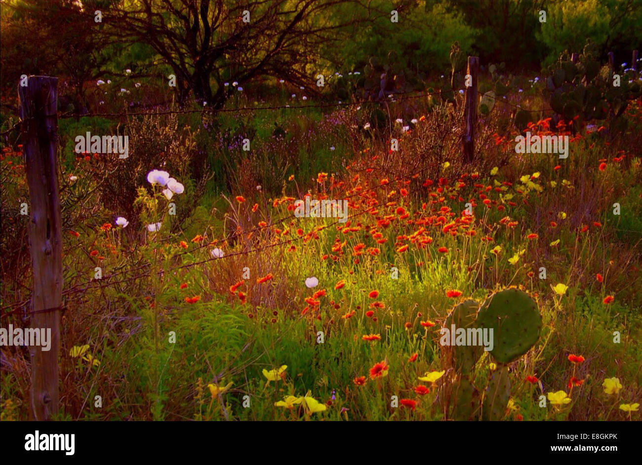 Flores silvestres y cactus en un prado en primavera, condado de Dimmit, Texas, EE.UU Foto de stock