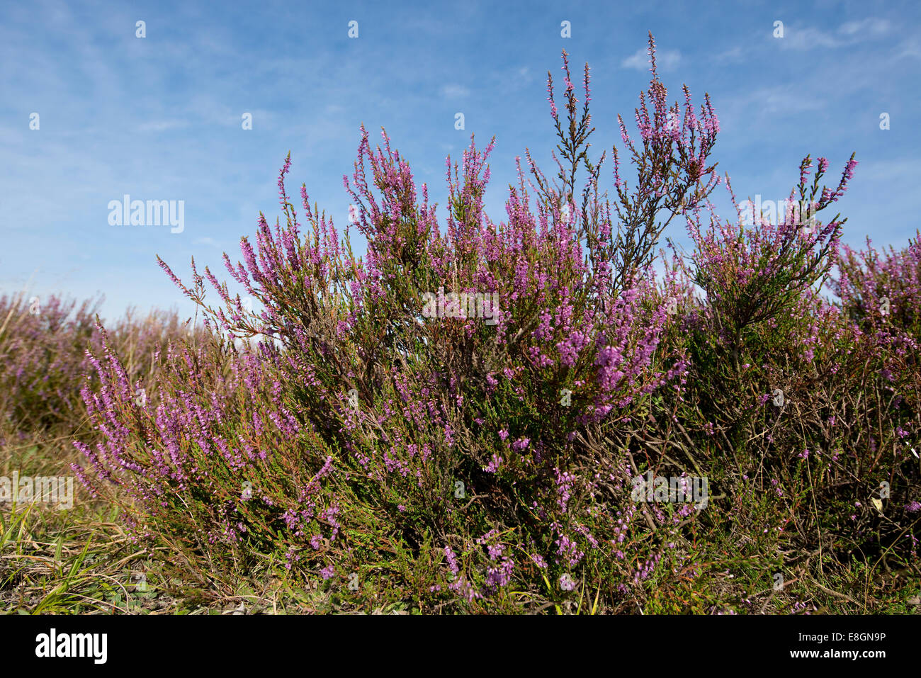 Brezo (Calluna vulgaris), floración, reserva natural de Lüneburg Heath, Baja Sajonia, Alemania Foto de stock