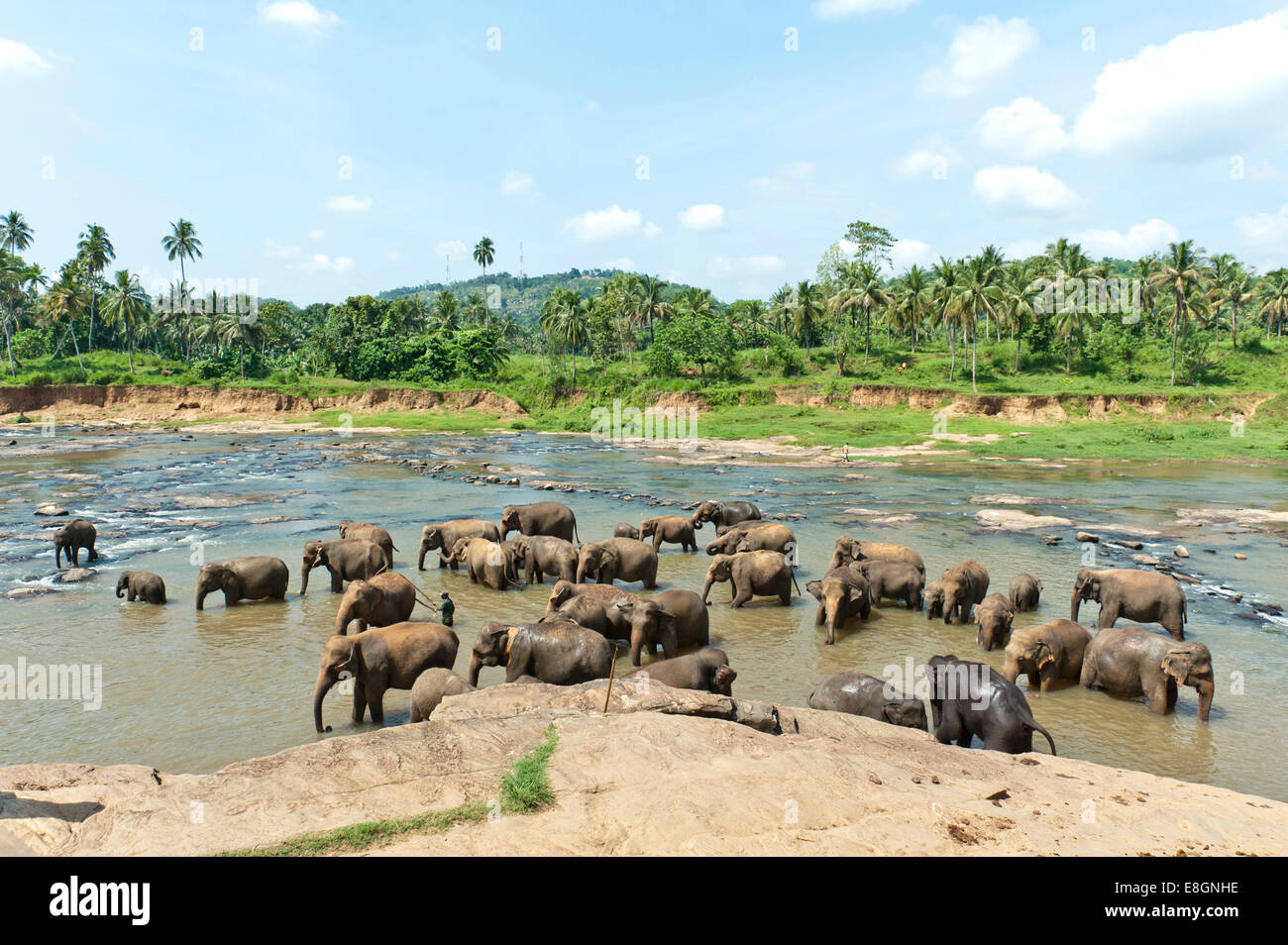 Grupo de Elefantes Asiáticos (Elephas maximus) por el río, Pinnawala, Sabaragamuwa provincia, Sri Lanka Foto de stock
