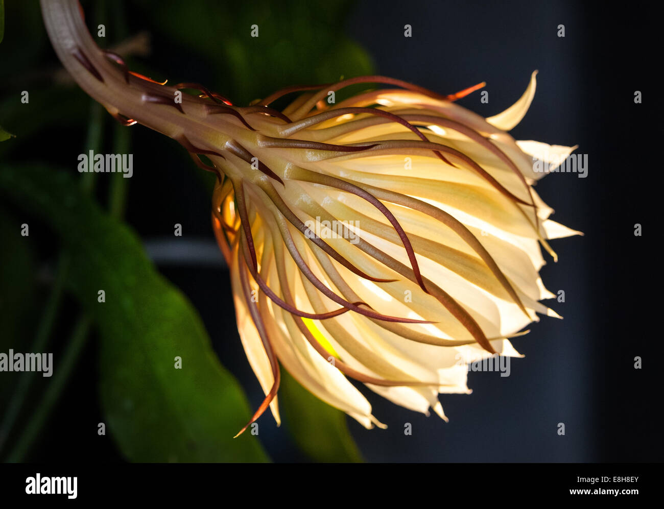 Noche Blooming Cereus, Stor bladkaktus (Epiphyllum oxypetalum) Foto de stock