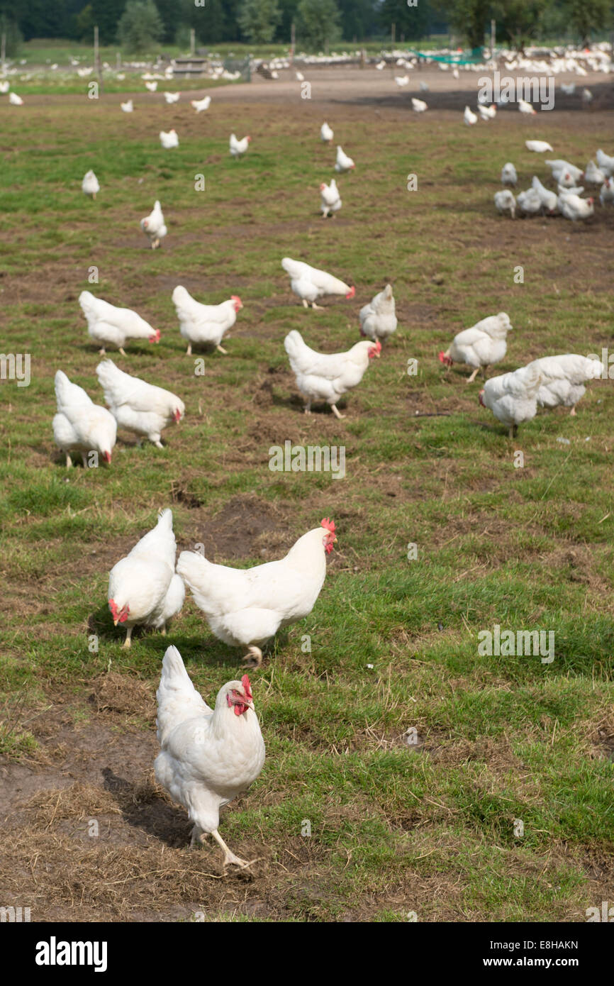 Varios pollo blanco caminando en el césped Foto de stock