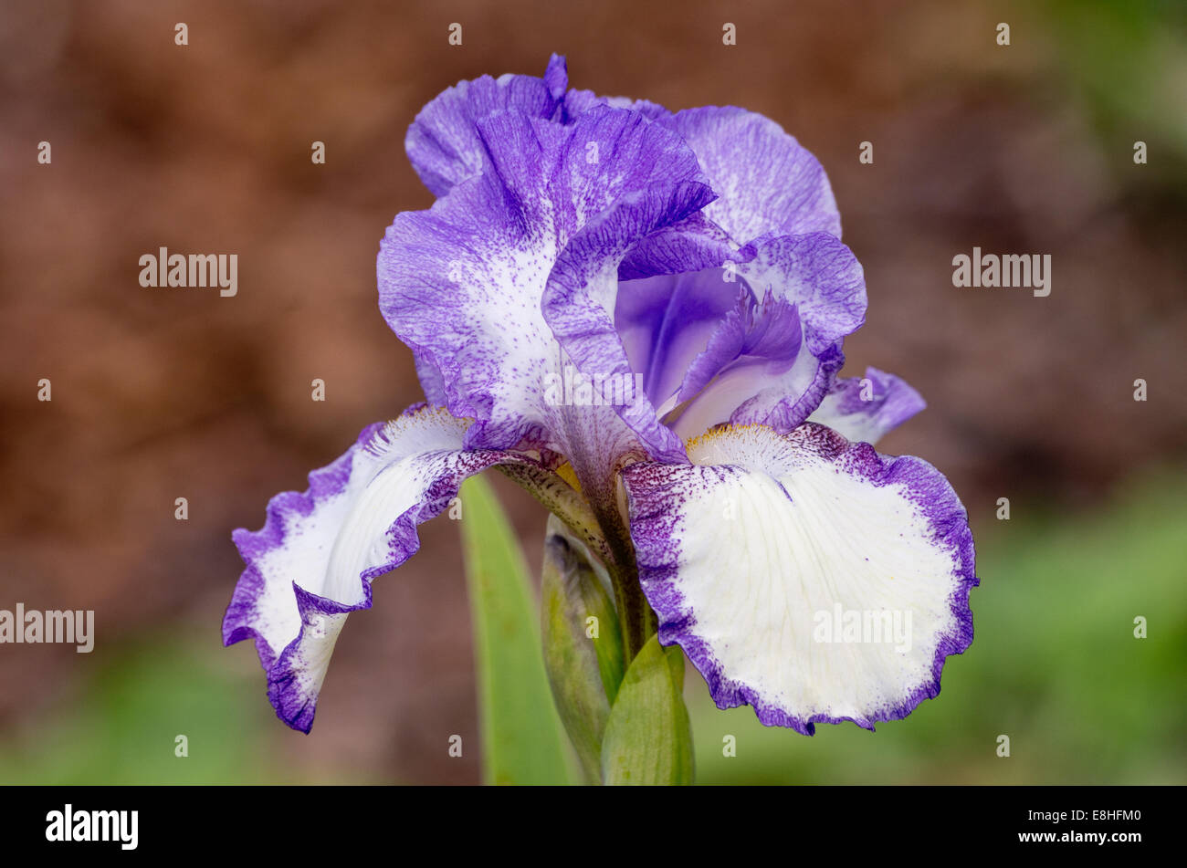 Iris bailarines velo Foto de stock