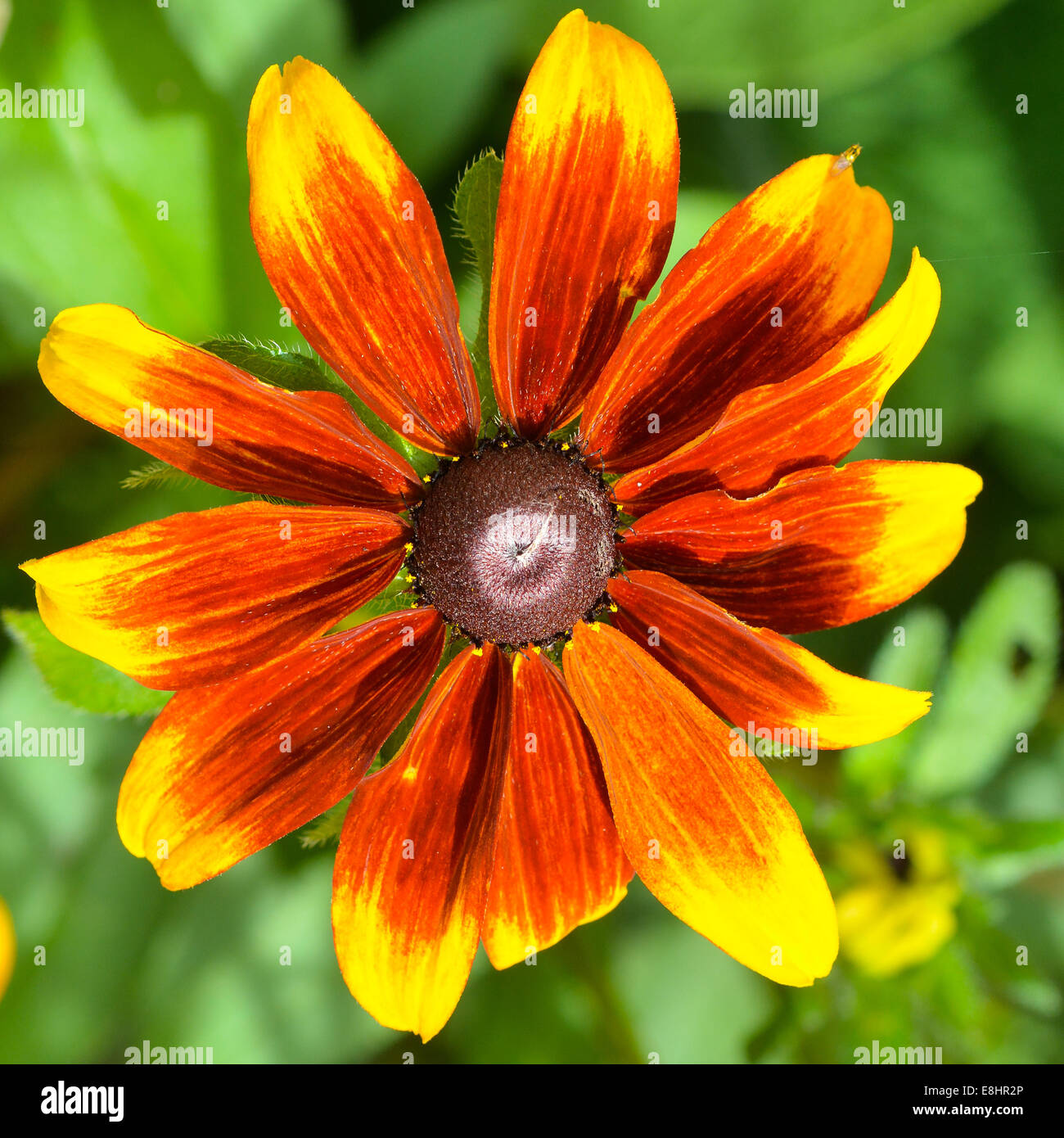 Cerca, la fotografía de formato cuadrado de un Black-eyed Susan flor Foto de stock