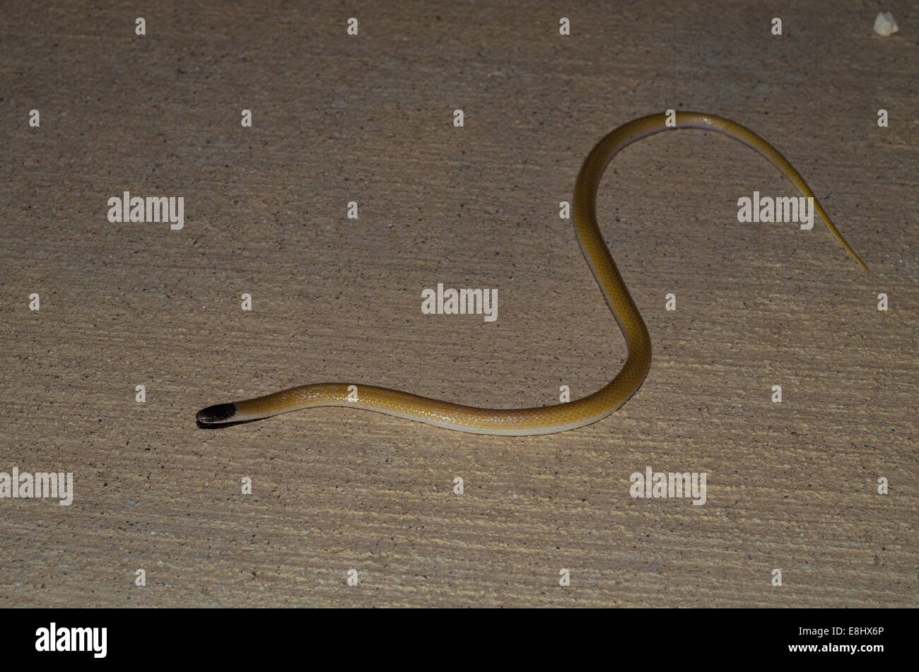 Las llanuras de cabeza negra, Serpiente (Tantilla nigriceps), Bernalillio co., Nuevo México, EE.UU.. Foto de stock