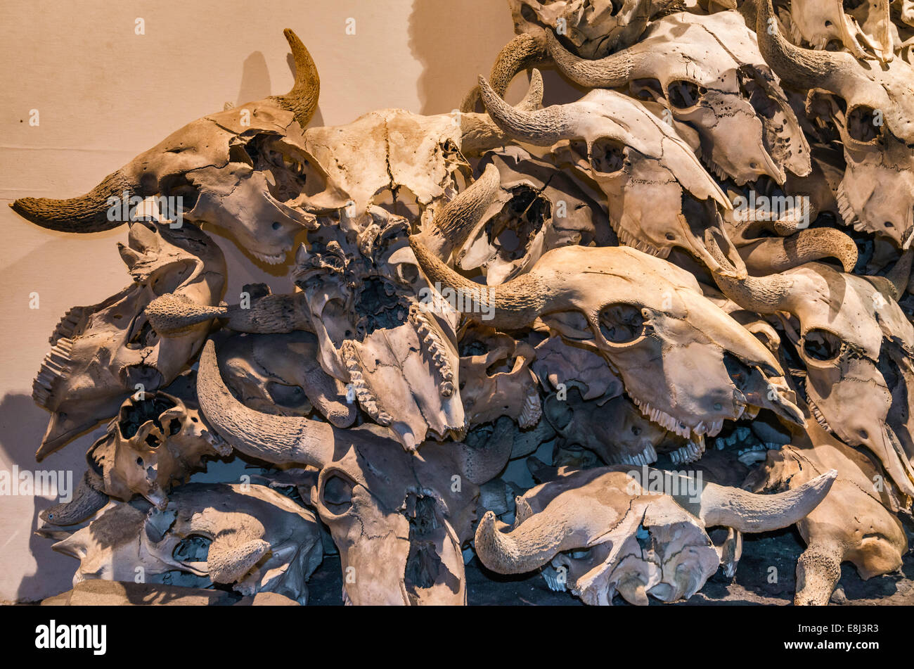 Cráneos de búfalo, el Buffalo Hunt sección en Head-Smashed-In Buffalo Jump Interpretive Center, cerca de Fort Macleod, Alberta, Canadá Foto de stock