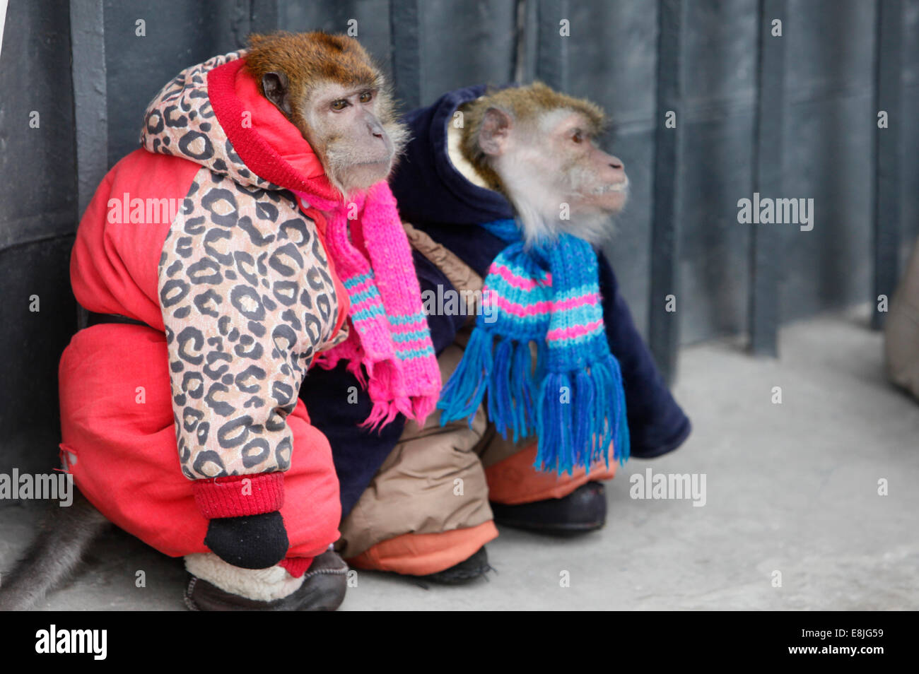 Vestidos de monos Fotografía de stock - Alamy
