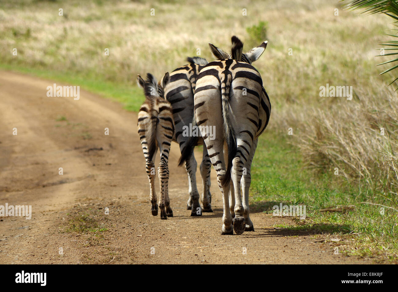 Trío de llanuras cebras en iSimangaliso Wetland Park, Sudáfrica Foto de stock