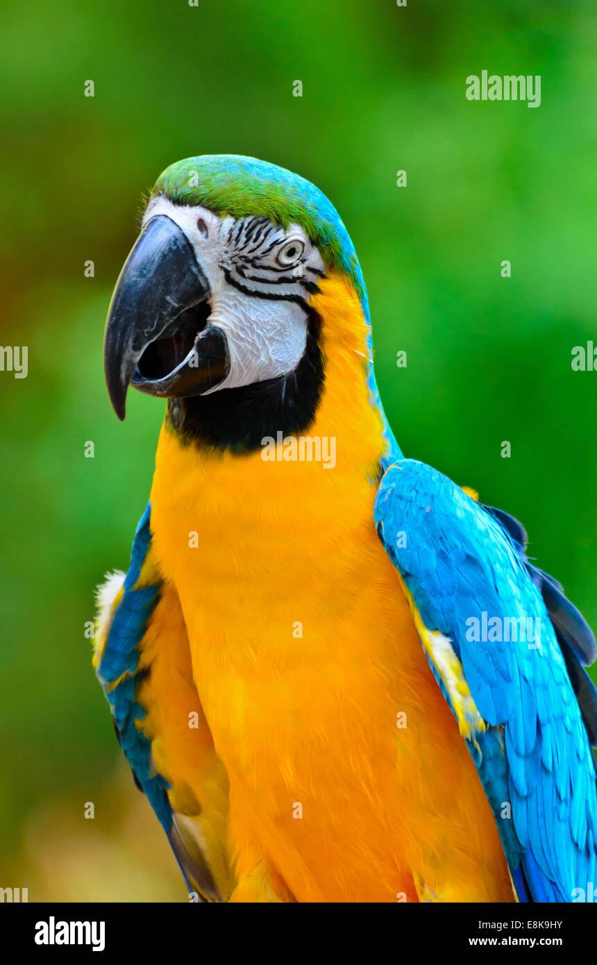 Cerca de coloridas aves, guacamayo azul y oro nombre científico Ara ararauna Foto de stock