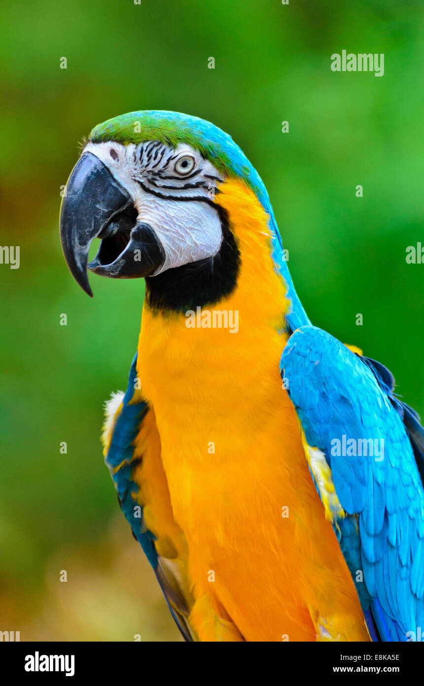 Cerca de coloridas aves, guacamayo azul y oro nombre científico Ara ararauna Foto de stock
