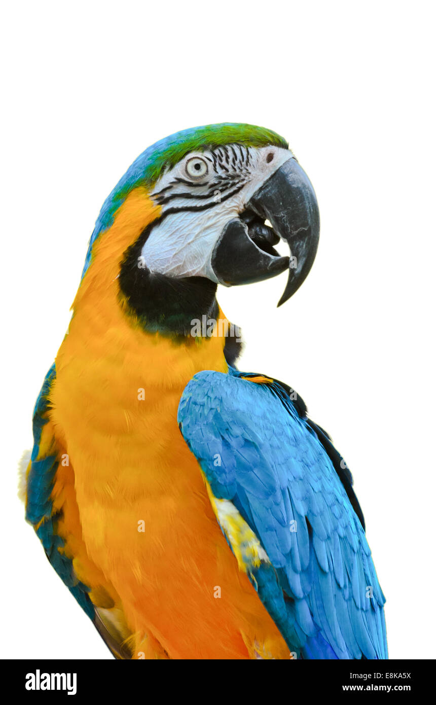 Cerca de coloridas aves sobre fondo blanco, azul y oro Guacamayo Ara ararauna nombre científico Foto de stock