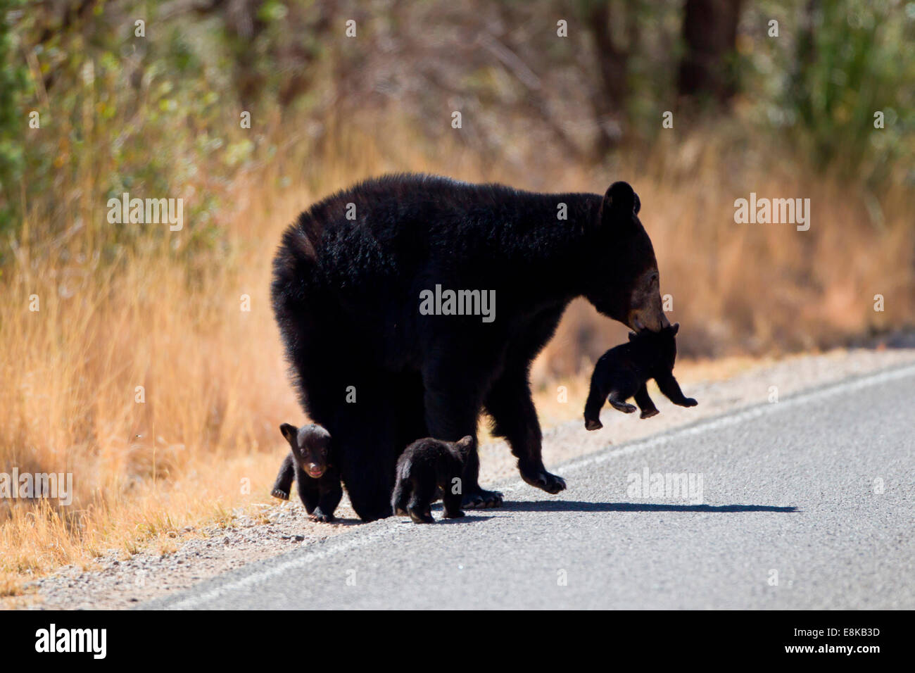 Madre de oso negro con jóvenes en el Parque Nacional Big Bend. Foto de stock
