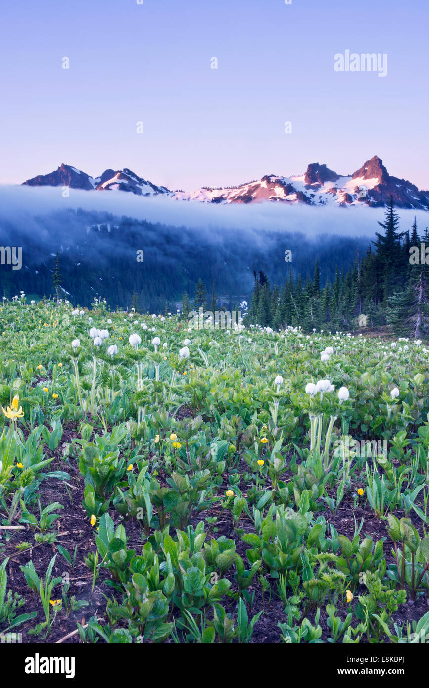 Ee.Uu., Washington, Mt. Parque Nacional Monte Rainier, paraíso de flores silvestres y la gama de gran formato Tatoosh (tamaños disponibles) Foto de stock
