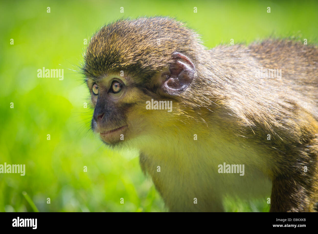 La curiosidad de un pequeño mono Foto de stock