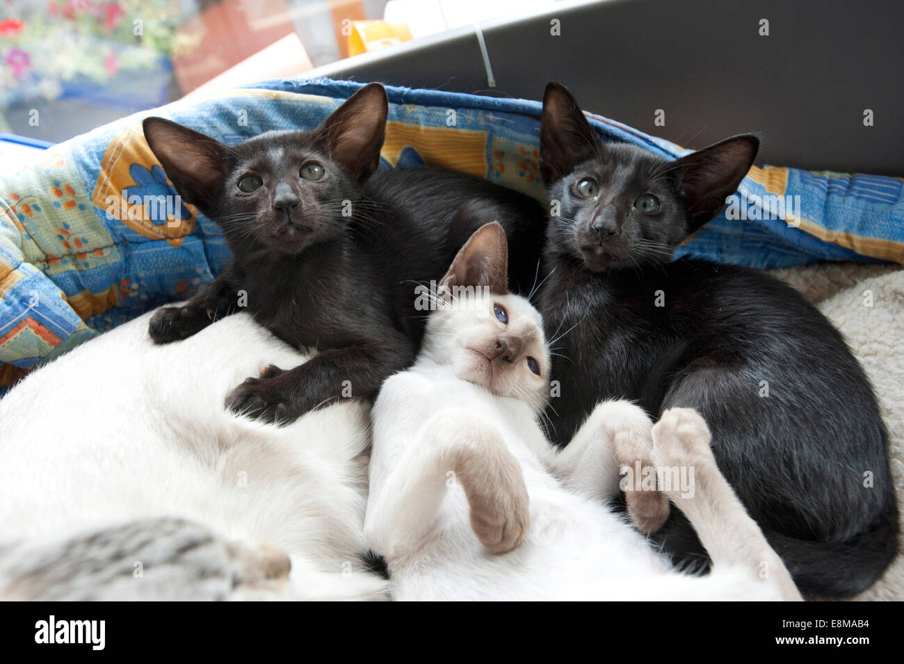 Fotografía por Roger Bamber : 05 de septiembre de 2014 : Un par de gatitos  siameses orientales negro Canela con un punto de la misma camada de siameses  Fotografía de stock - Alamy