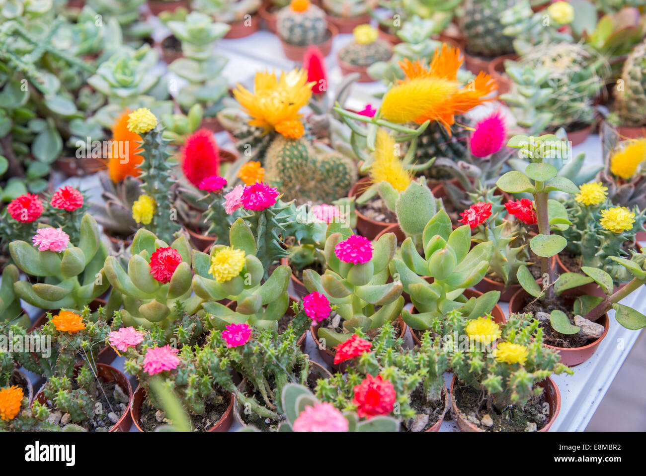 Las pequeñas flores de muchos tipos de cactus Fotografía de stock - Alamy