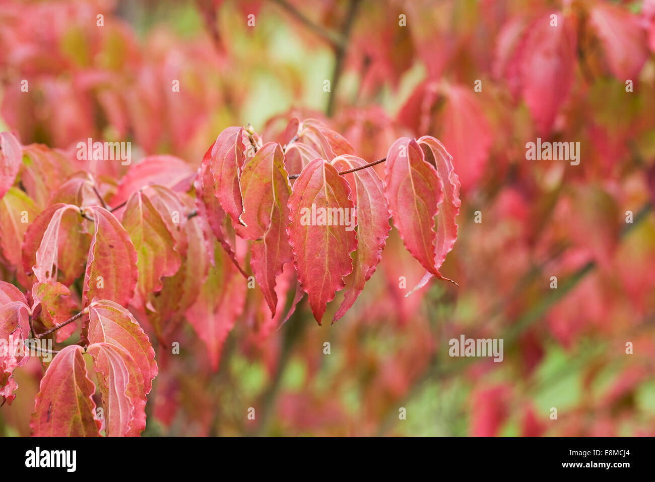 Cornus kousa, "Radiant Rose'. Dogwood chino hojas en el otoño. Foto de stock