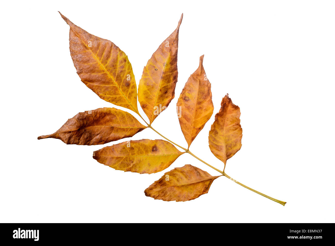 Las hojas del árbol de ceniza con colores de otoño, aislado sobre fondo blanco. Foto de stock