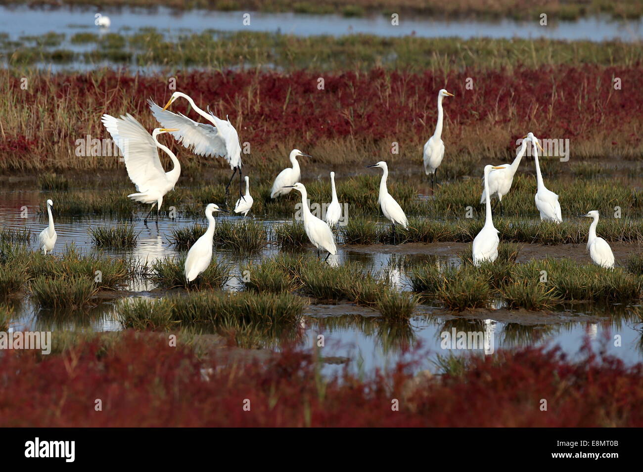 Qinhuangdao. 11 Oct, 2014. Garcetas son vistos en un humedal de la ciudad portuaria de Qinhuangdao, en el norte de la provincia de Hebei, en China el 11 de octubre de 2014. Gracias a la protección del medio ambiente, el humedal se ha convertido en un hábitat de descanso para más de 10 millones de aves migratorias cada año. Crédito: Yang Shiyao/Xinhua/Alamy Live News Foto de stock