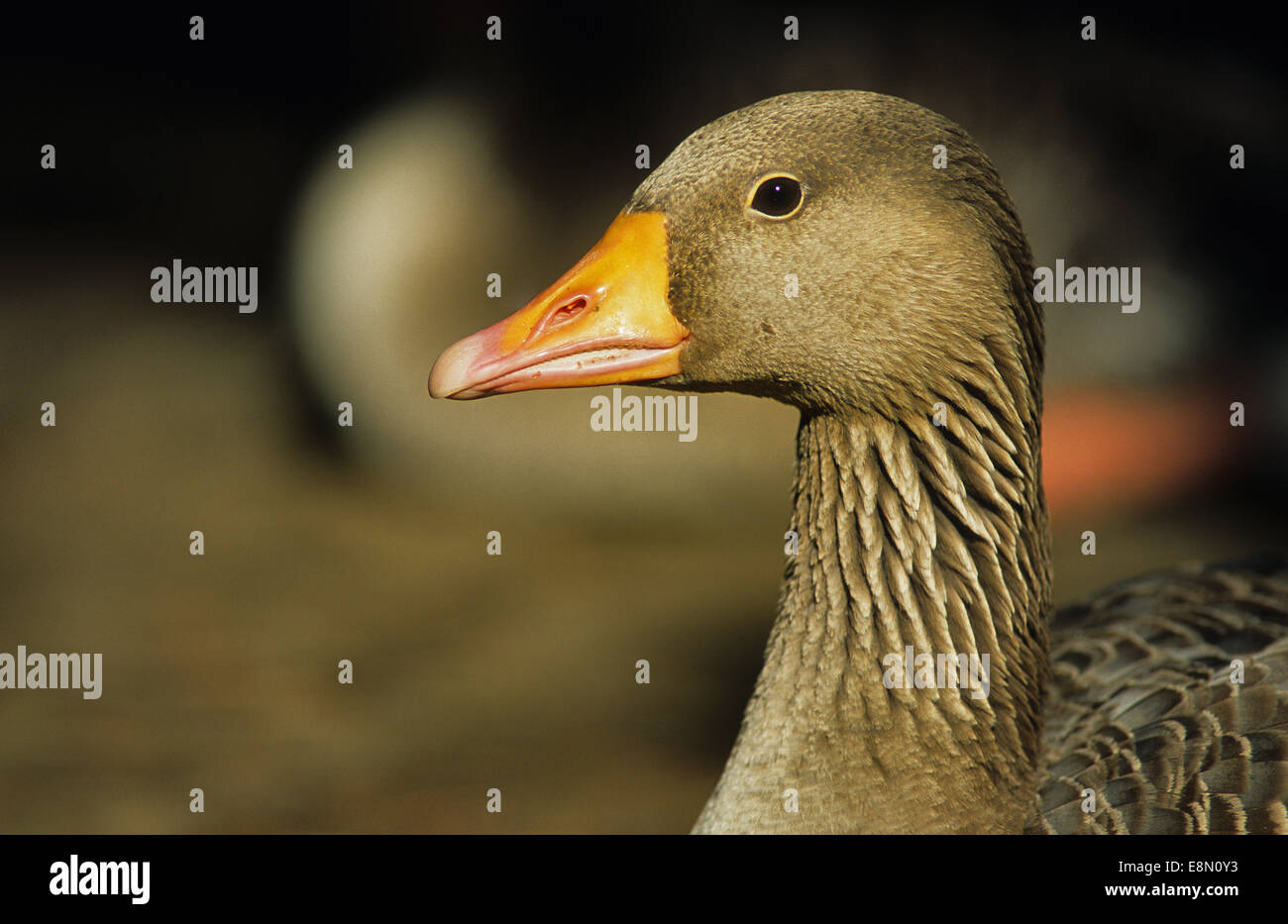 Graylag goose (Anser anser), anátidas, Eurasia Foto de stock