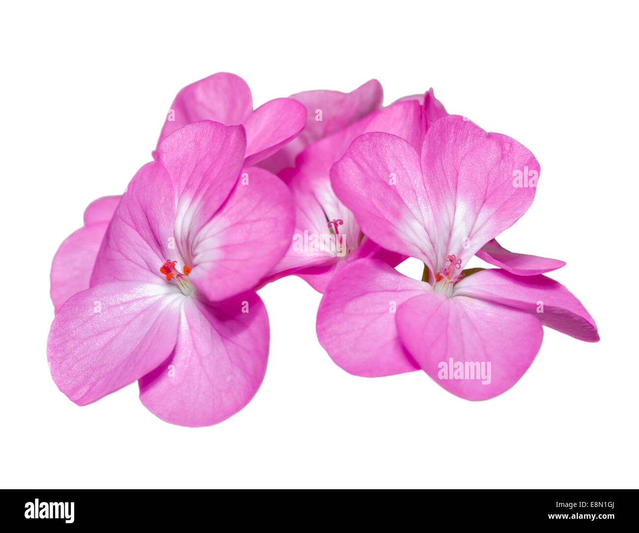 Geranio ( Palargonium x hortorum ) cerca de flores de color rosa sobre fondo blanco. Foto de stock