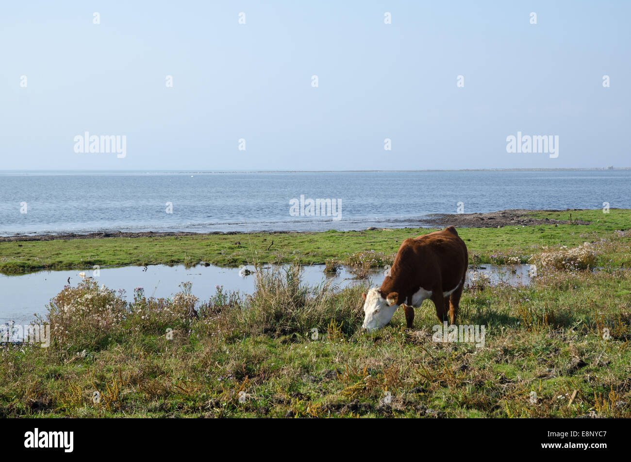 Vacas pastando por la costa del mar Báltico en la isla de Öland en Suecia Foto de stock