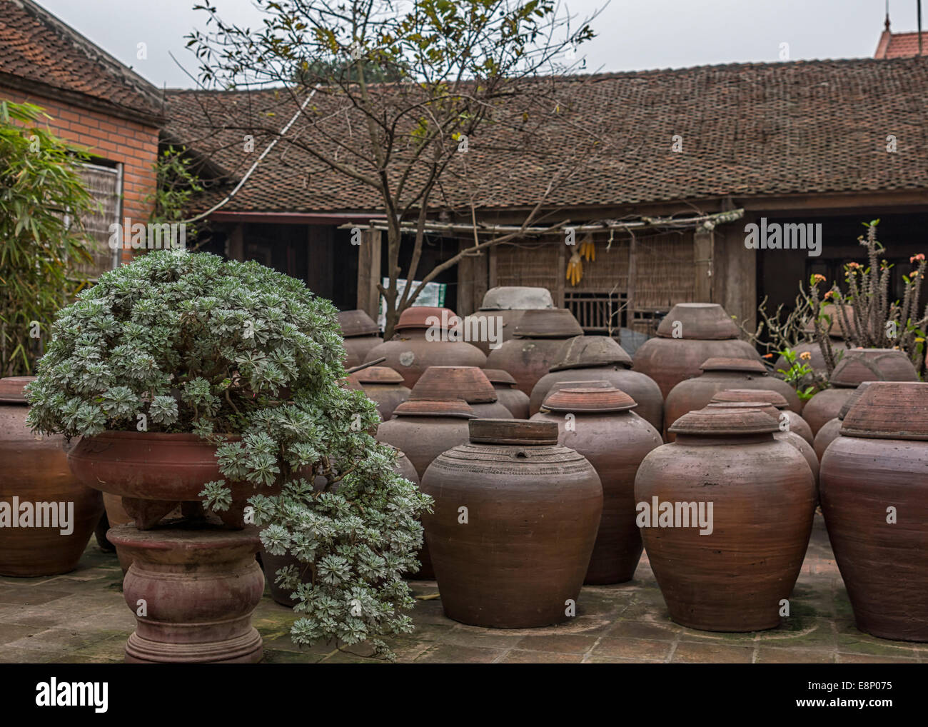 Grandes jarrones de piedra marrón a fermentar en salsa de soja patio  cubierto Fotografía de stock - Alamy