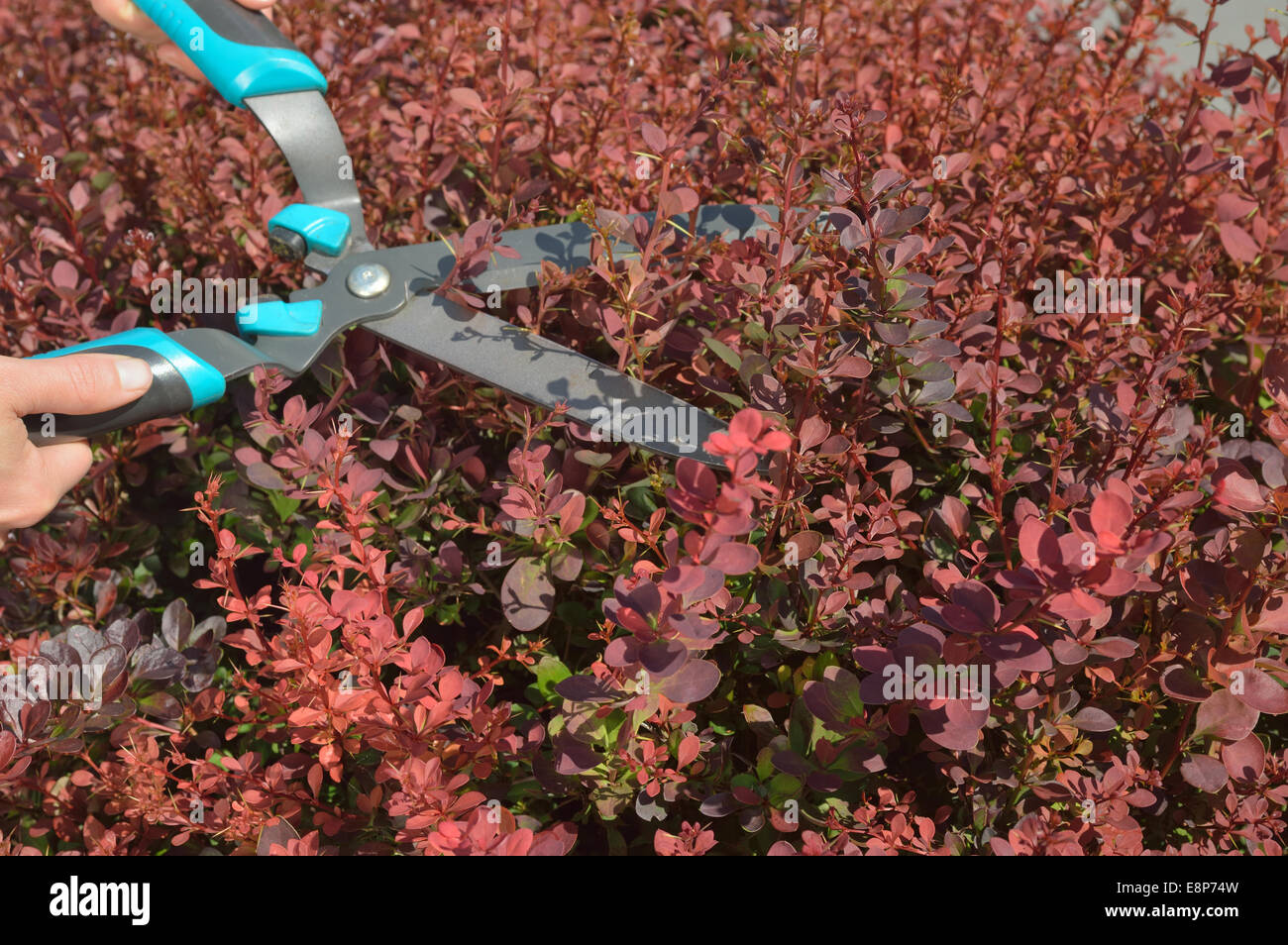 Arbustos de fresado Manual de rojo Berberis por setos o secateurs. Foto de stock