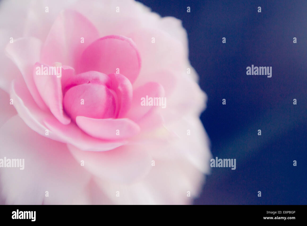 Cierre de flor rosa Foto de stock