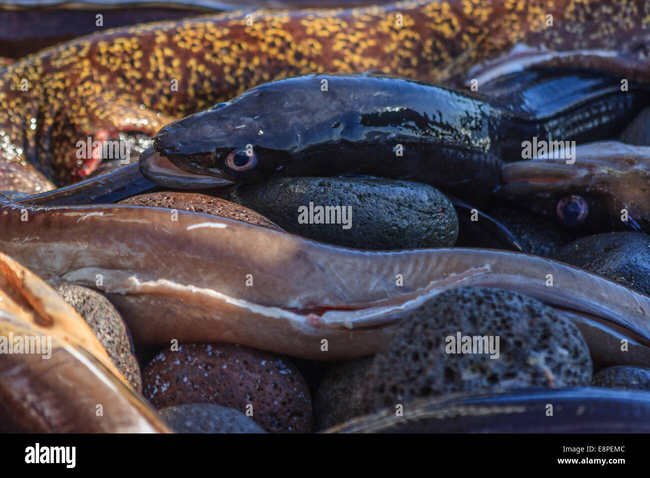 Pescado recién capturado (Moray) en la playa de Alicudi (islas Eolias) Foto de stock