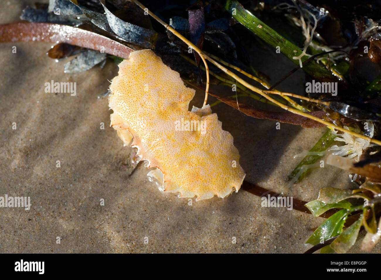 Caparazón de cangrejo en la playa Foto de stock