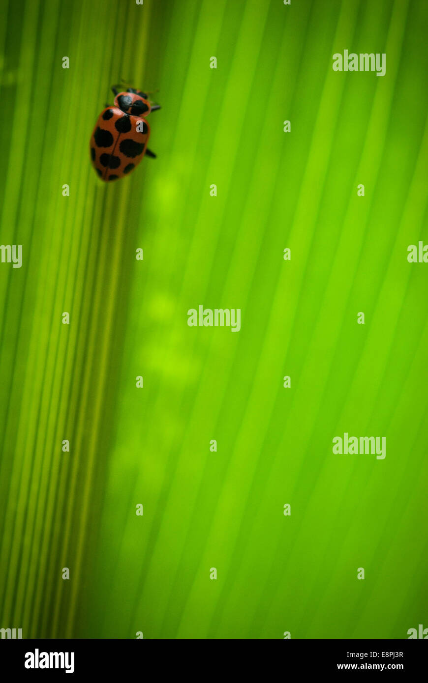 Una mariquita (Coleomegilla maculata) en la parte superior de un capullo de parasitoides (Dinocampus coccinellae) tal como se ve en una hoja en un maizal. Foto de stock