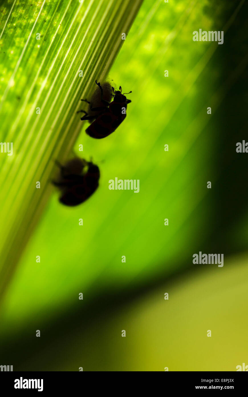 Dos mariquitas (Coleomegilla maculata) en la parte superior de un capullo de parasitoides (Dinocampus coccinellae) tal como se ve en una hoja en un maizal. Foto de stock