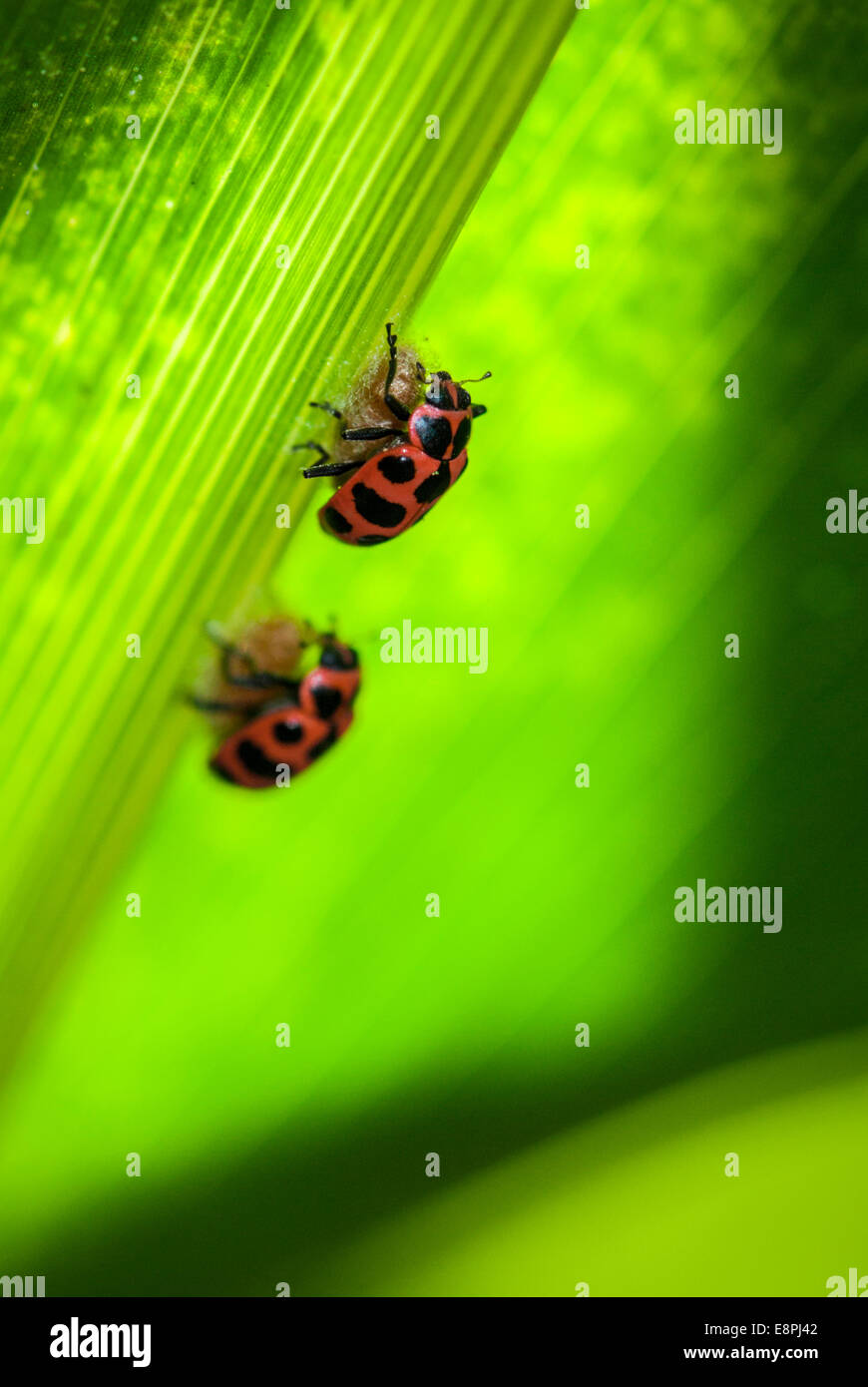 Dos mariquitas (Coleomegilla maculata) en la parte superior de un capullo de parasitoides (Dinocampus coccinellae) tal como se ve en una hoja en un maizal. Foto de stock