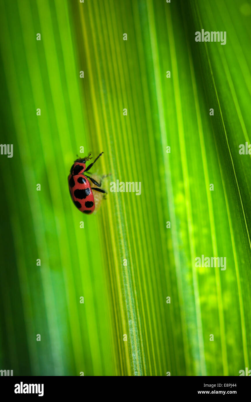 Una mariquita (Coleomegilla maculata) en la parte superior de un capullo de parasitoides (Dinocampus coccinellae) tal como se ve en una hoja en un maizal. Foto de stock