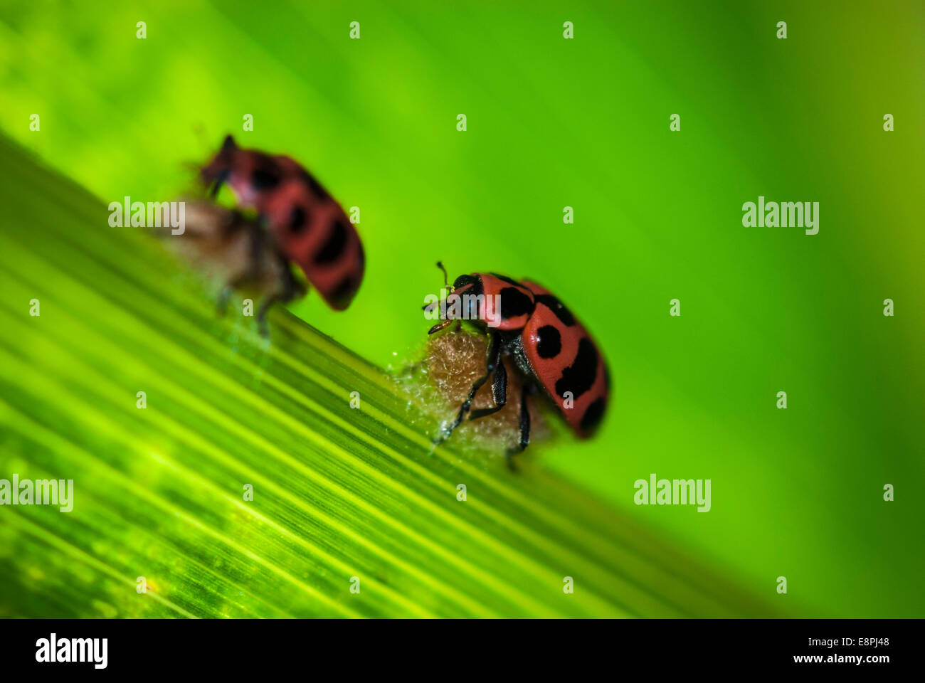 Dos mariquitas (Coleomegilla maculata) en la parte superior de un capullo de parasitoides (Dinocampus coccinellae) tal como se ve en una hoja en un maizal. Foto de stock