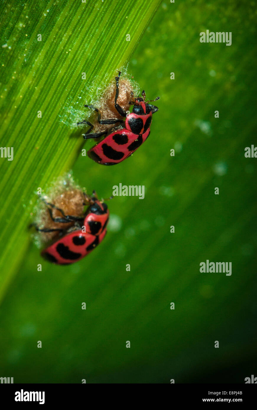 Dos mariquitas (Coleomegilla maculata) en la parte superior de un capullo de parasitoides (Dinocampus coccinellae) tal como se ve en una hoja en un maizal. Foto de stock