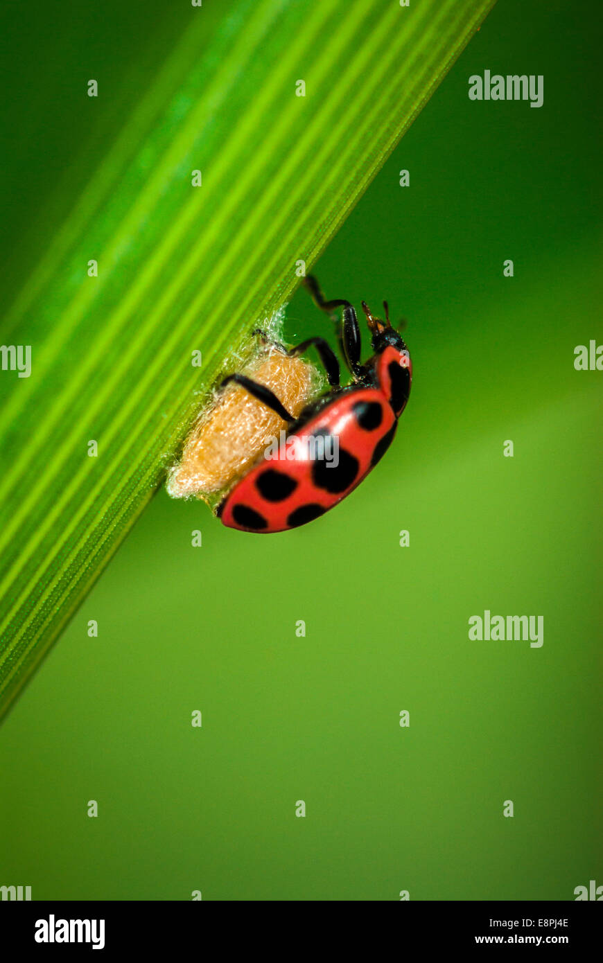 Una mariquita (Coleomegilla maculata) en la parte superior de un capullo de parasitoides (Dinocampus coccinellae) tal como se ve en una hoja en un maizal. Foto de stock
